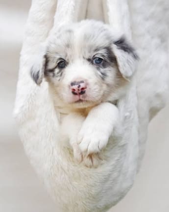 border-collie-cachorro-1