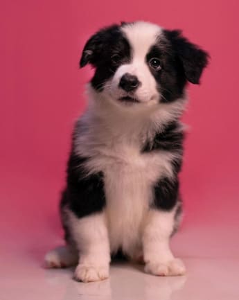 border-collie-cachorro-10