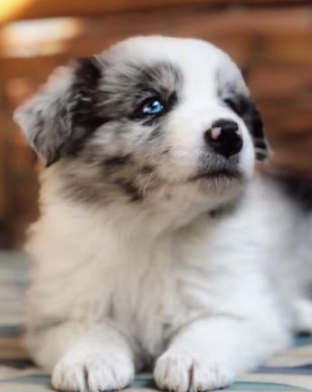 border-collie-cachorro-2