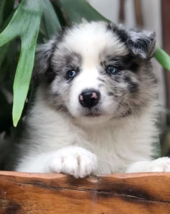 border-collie-cachorro-3
