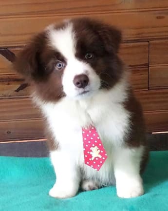border-collie-cachorro-4