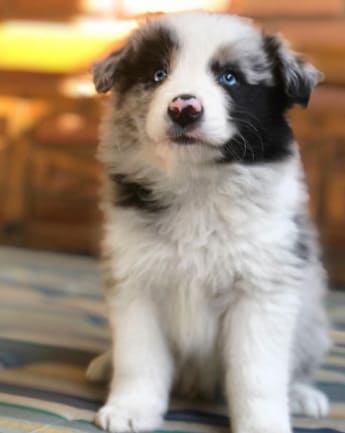 border-collie-cachorro-5