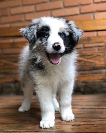 border-collie-cachorro-6