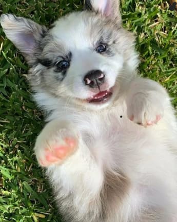 border-collie-cachorro-7