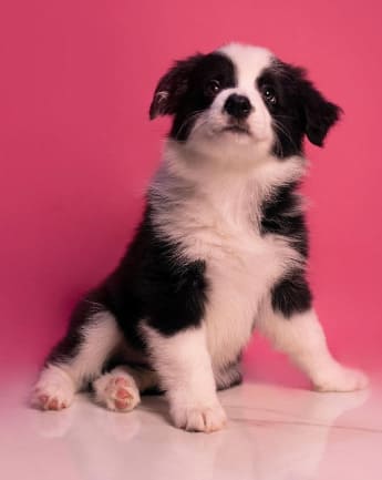 border-collie-cachorro-8