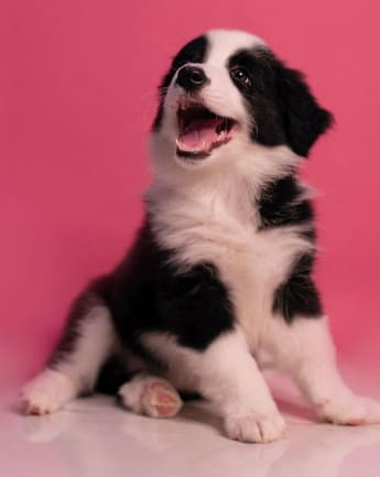 border-collie-cachorro-9